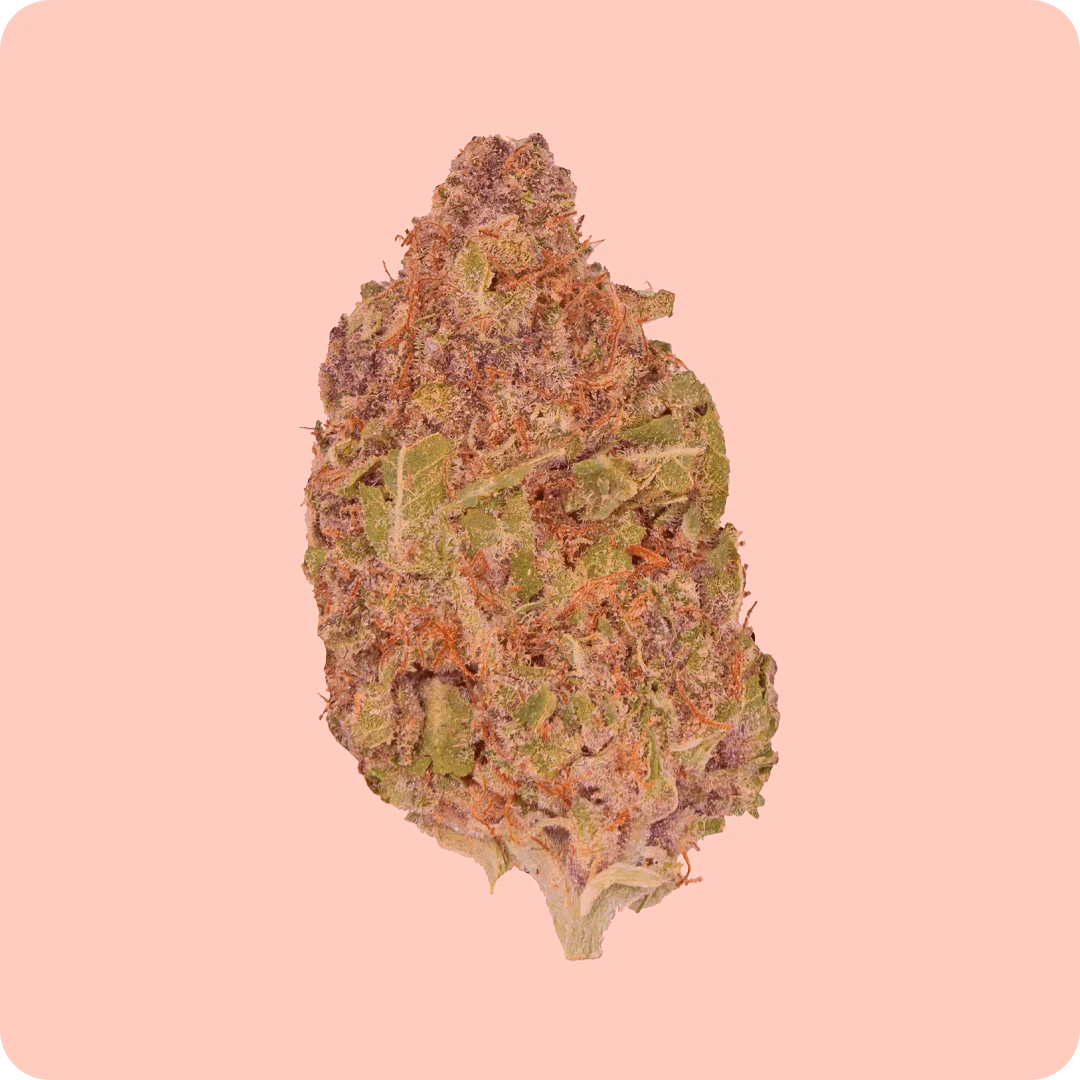 Sativa