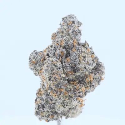 White Truffle THCa Flower