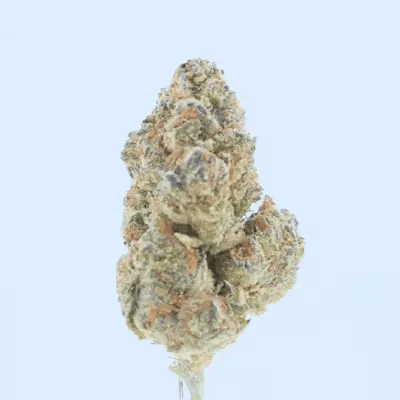 Jealousy – THCa Flower
