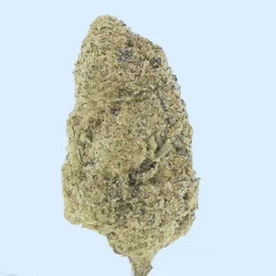 Mango Dream THCa Flower