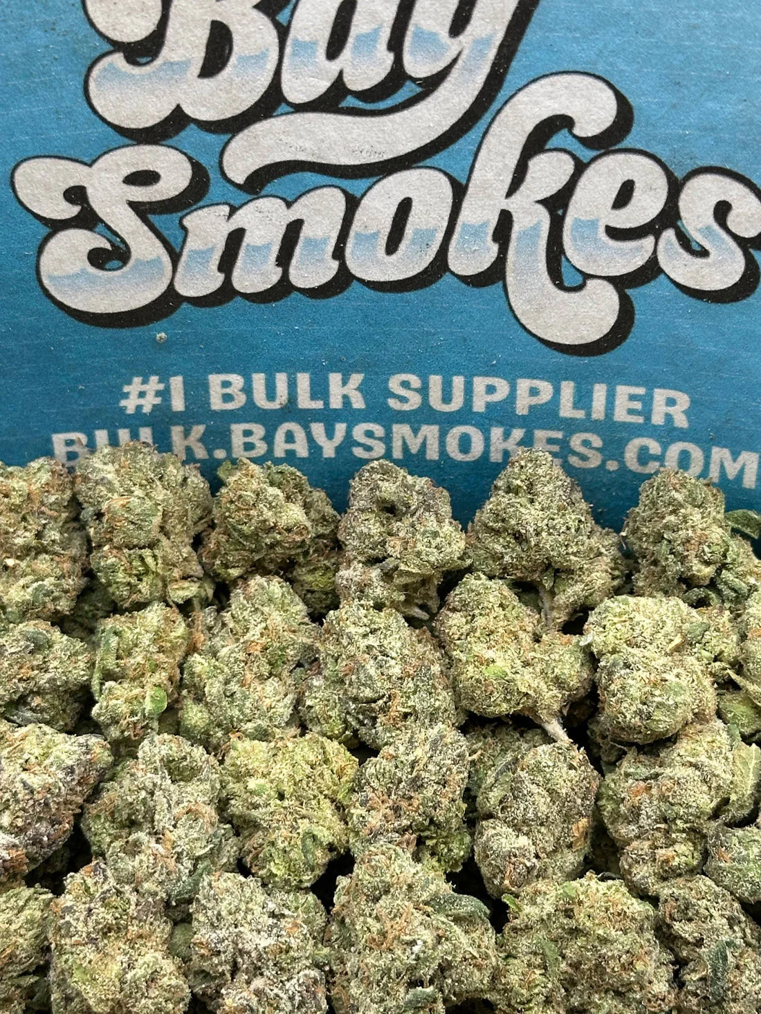 GMO SM (Indica)