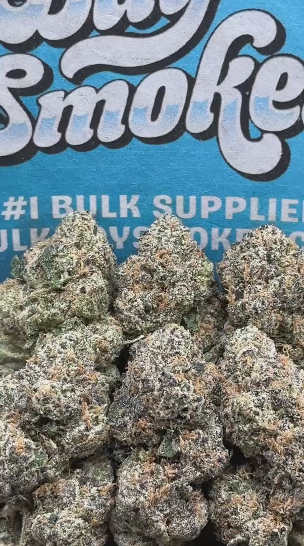ZAP (Indica Hybrid)