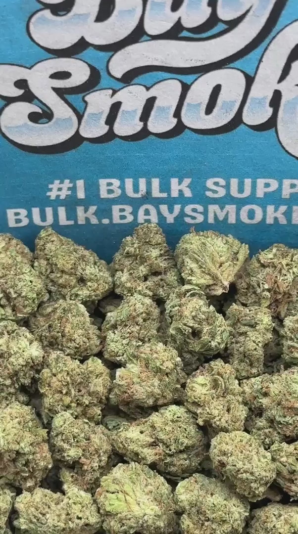 Koolato SM (Indica)